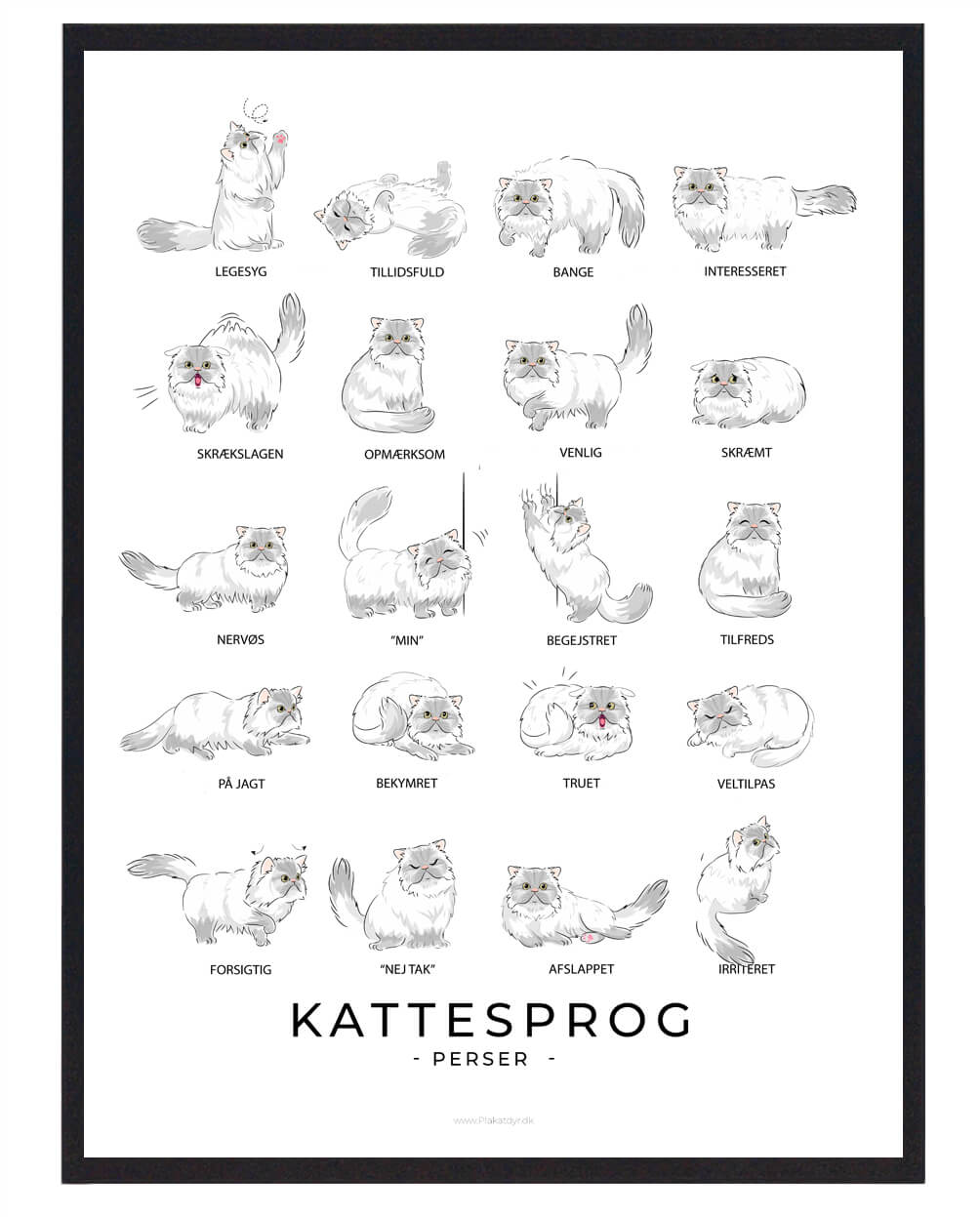 Kattesprog Perser Kat Hvid Plakat