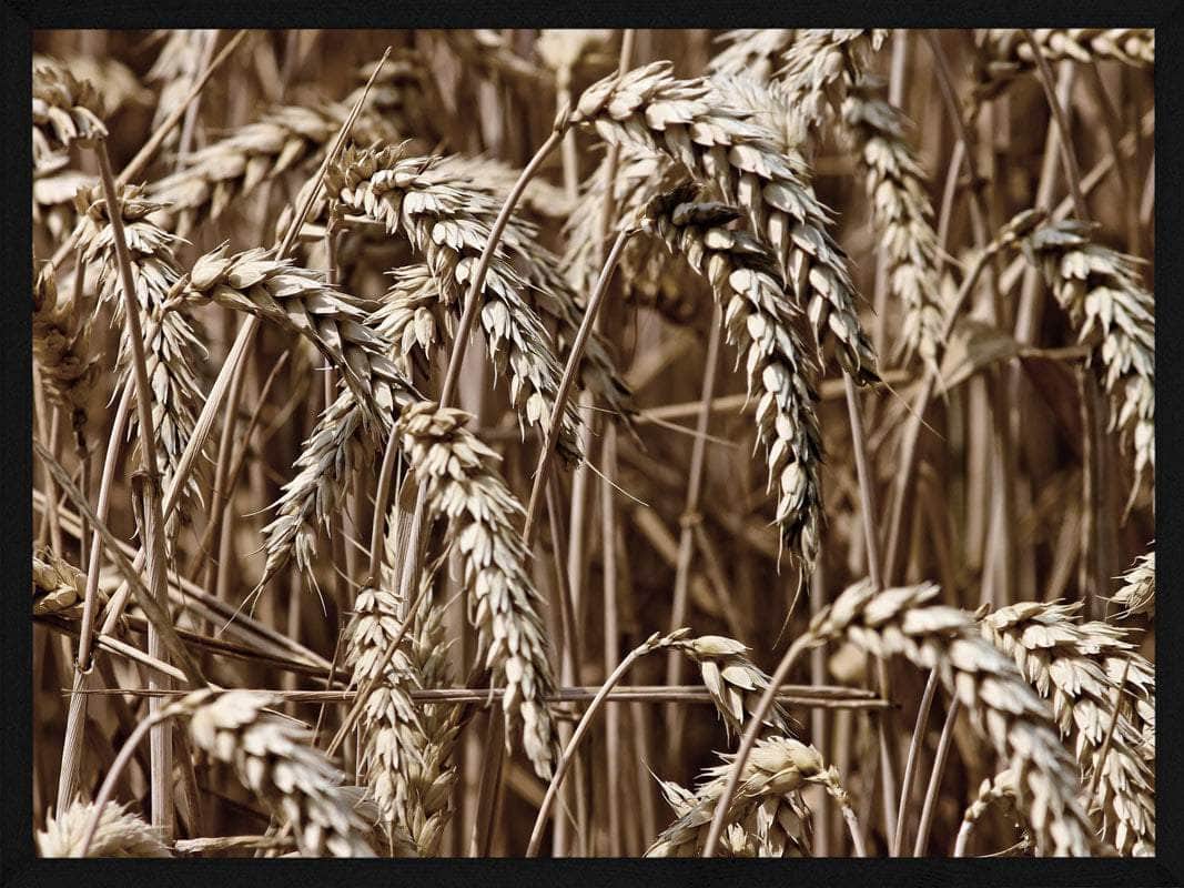 Hvede Kornmark Plakat