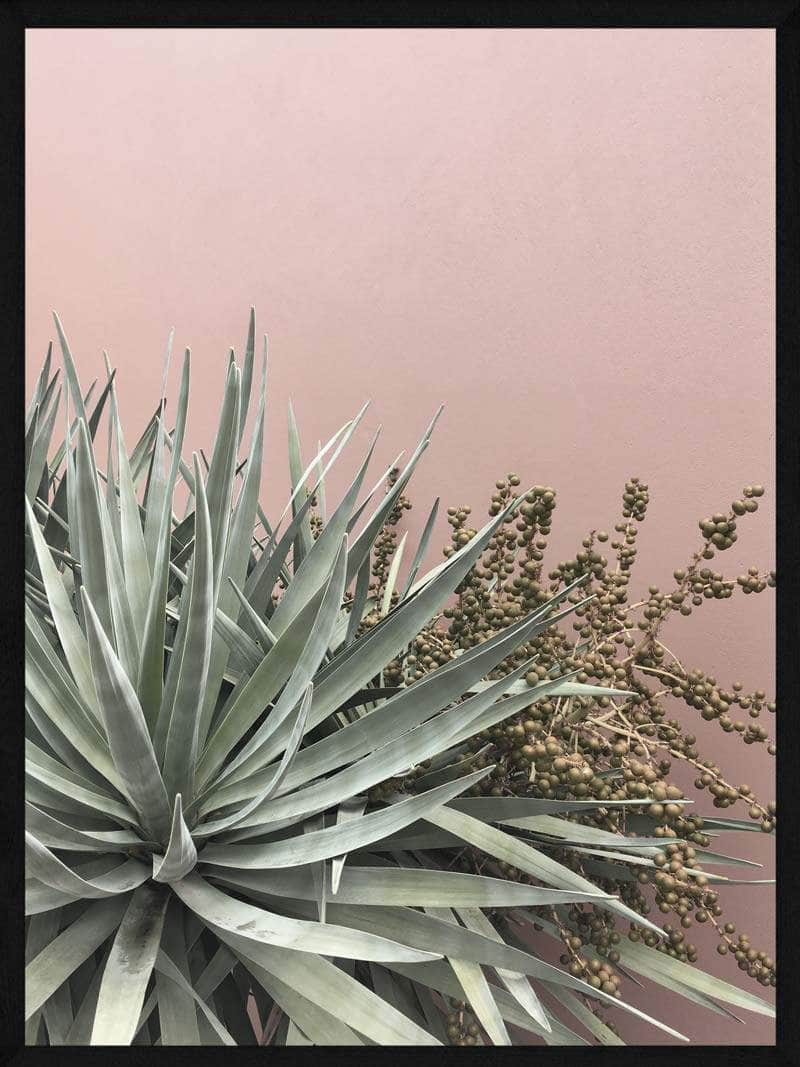 Sukkulent Med Bærplante Plakat