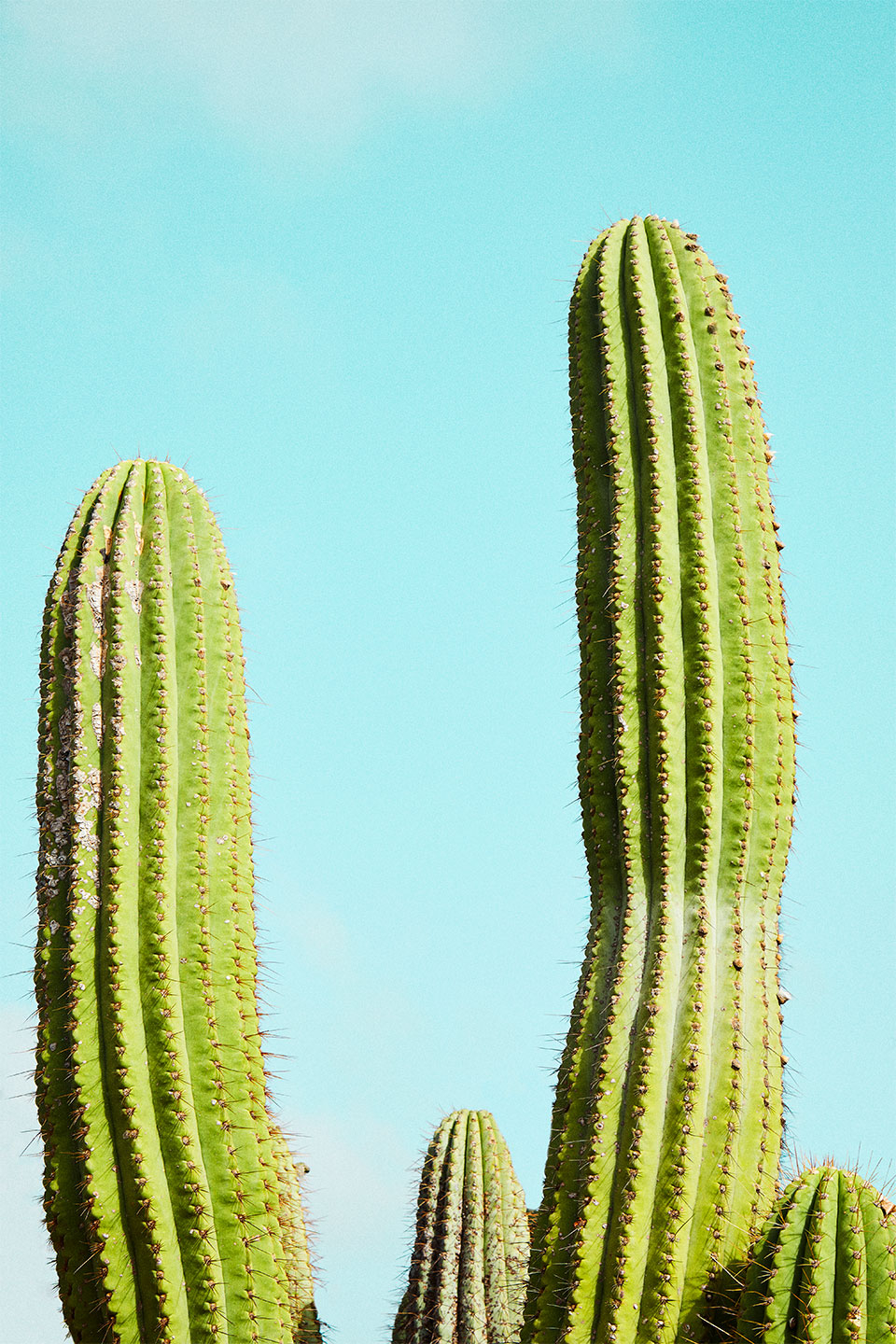 Cactusland No    Af Camilla Schmidt