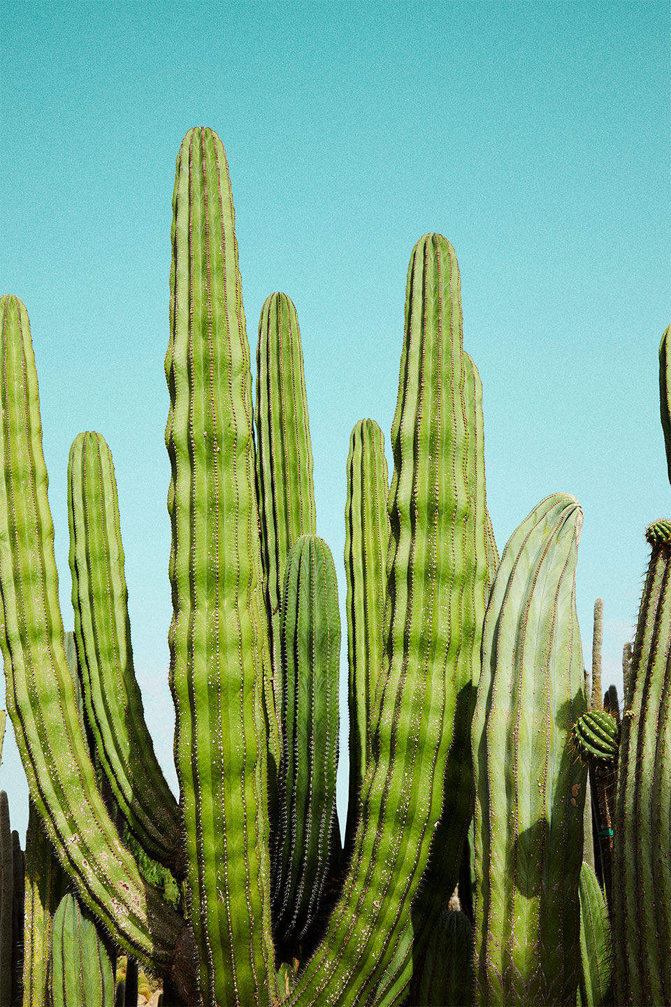 Cactusland No    Af Camilla Schmidt