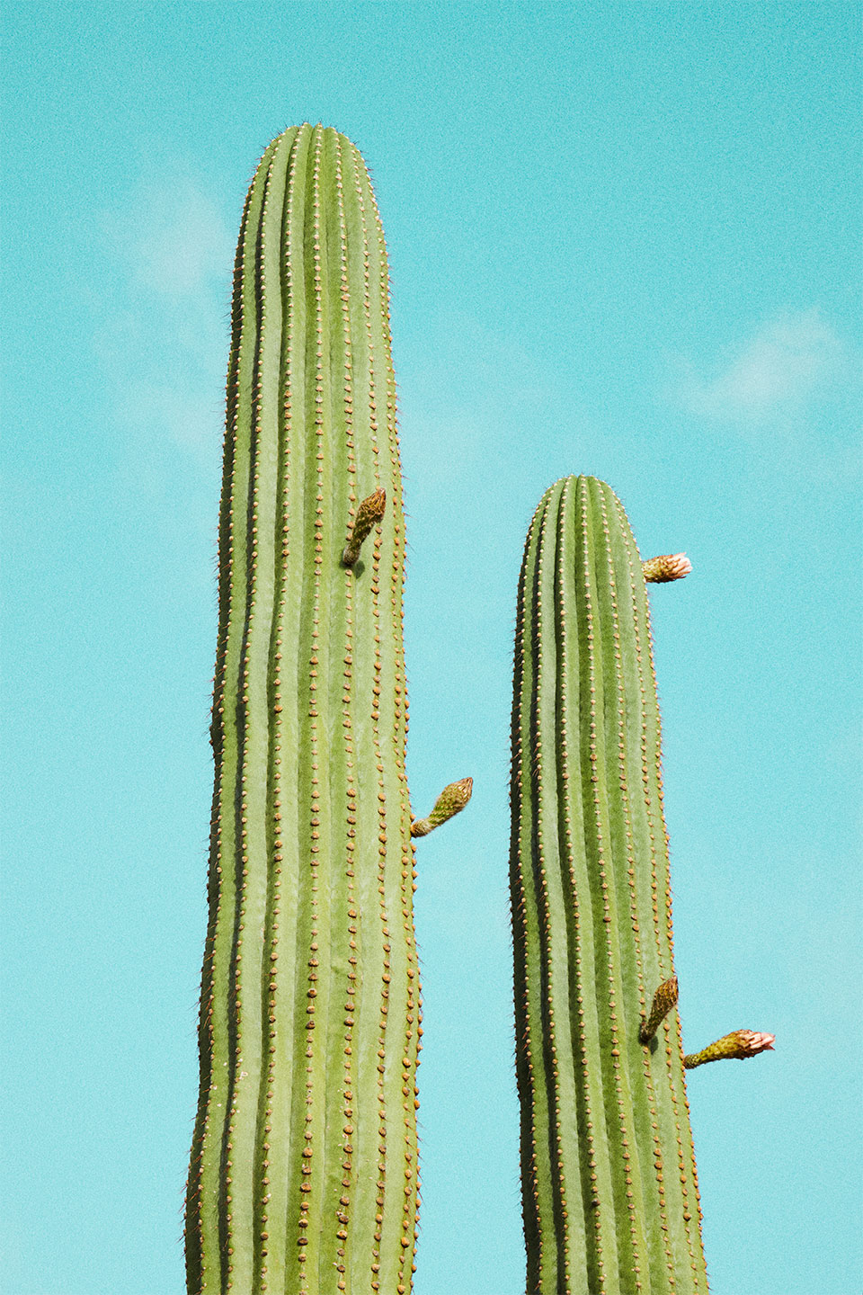 Cactusland No    Af Camilla Schmidt