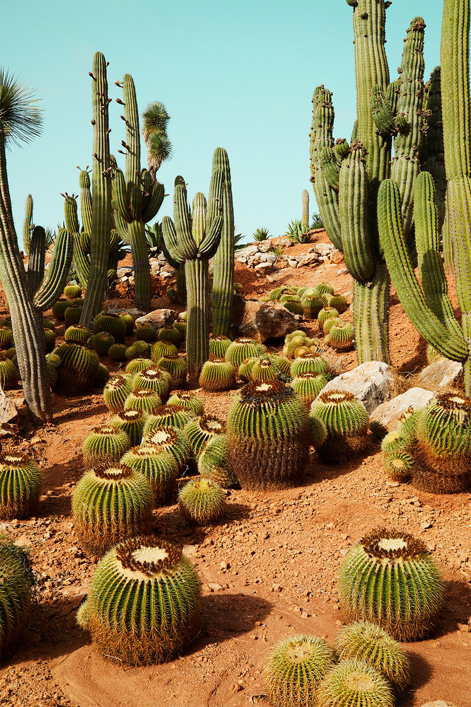 Cactusland No Af Camilla Schmidt