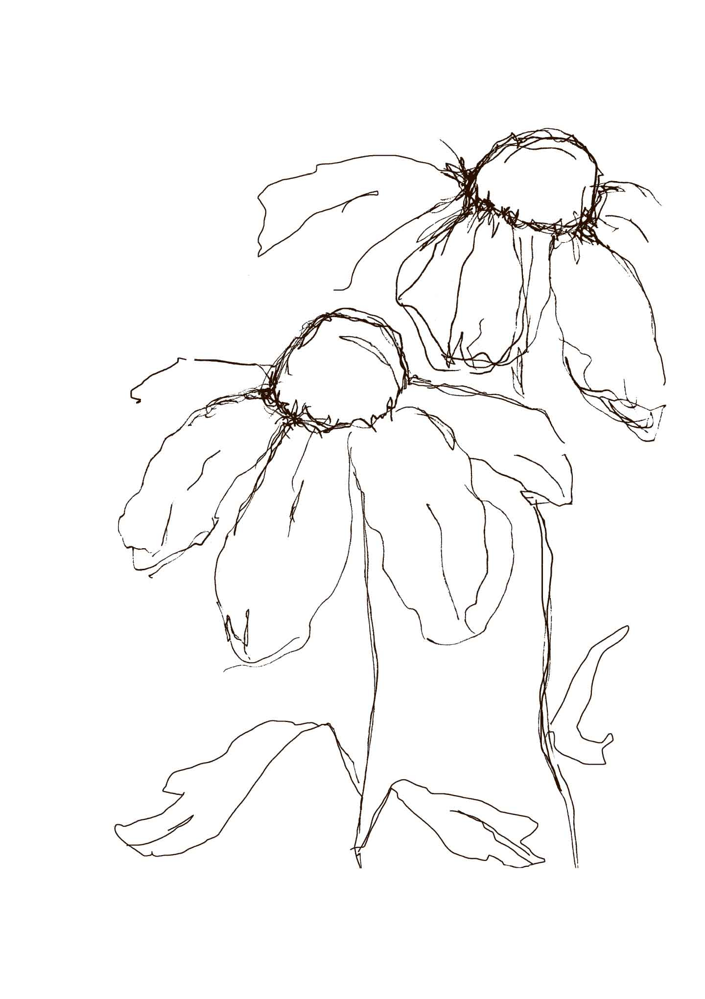Daisies Af Lisa Ylander