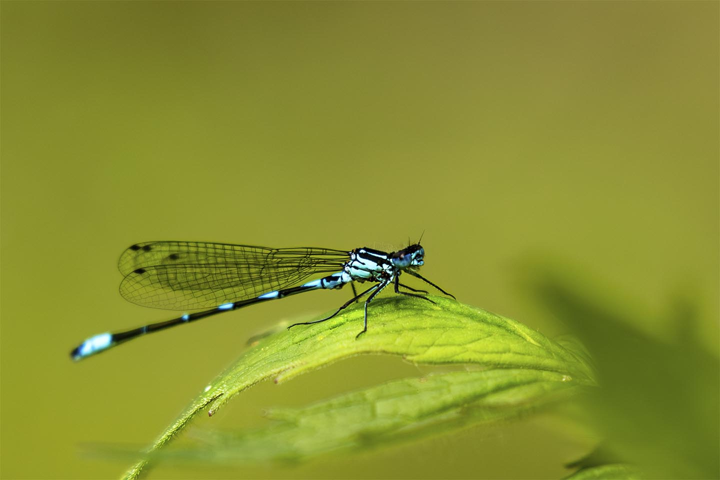 Den Smukke Vandnymfe Af Msj Natur Foto