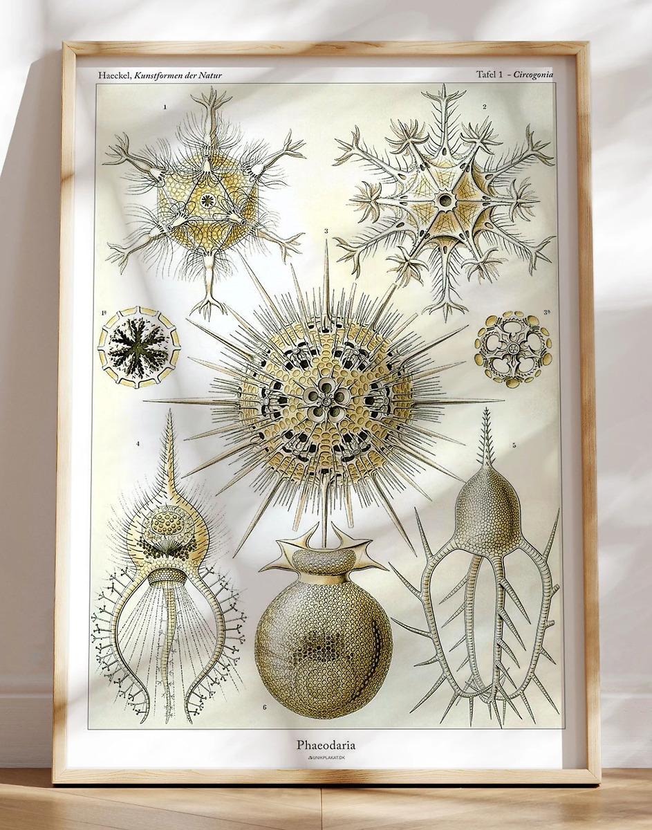 Ernst Haeckel Phaeodaria Retroplakat Med Vandlevende Organismer