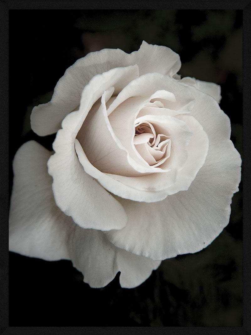 Hvid Rose