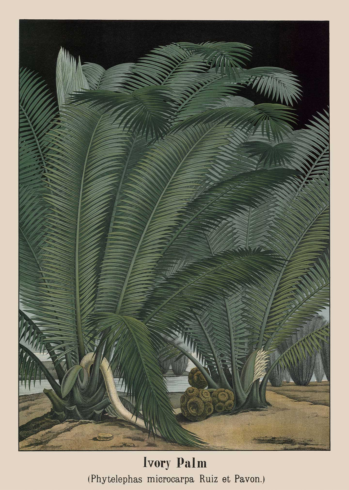Ivory Palm Af Vintage Vista Designs