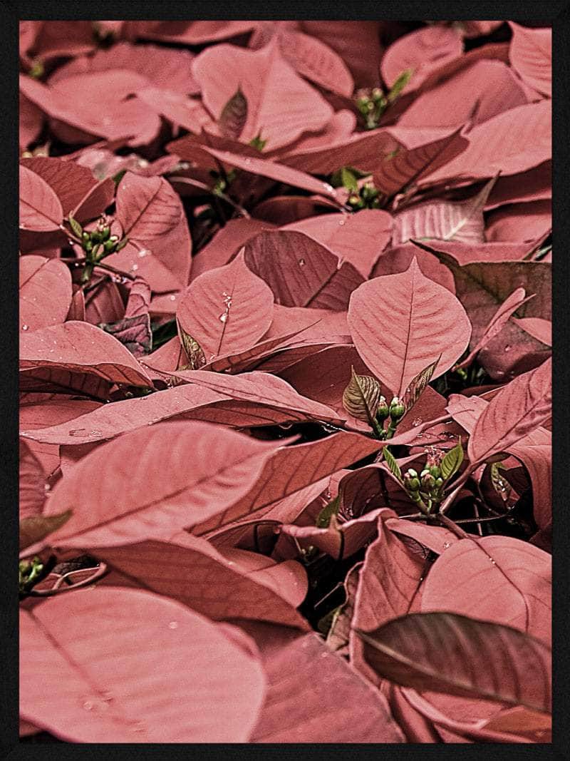 Julestjerner Juleplakat