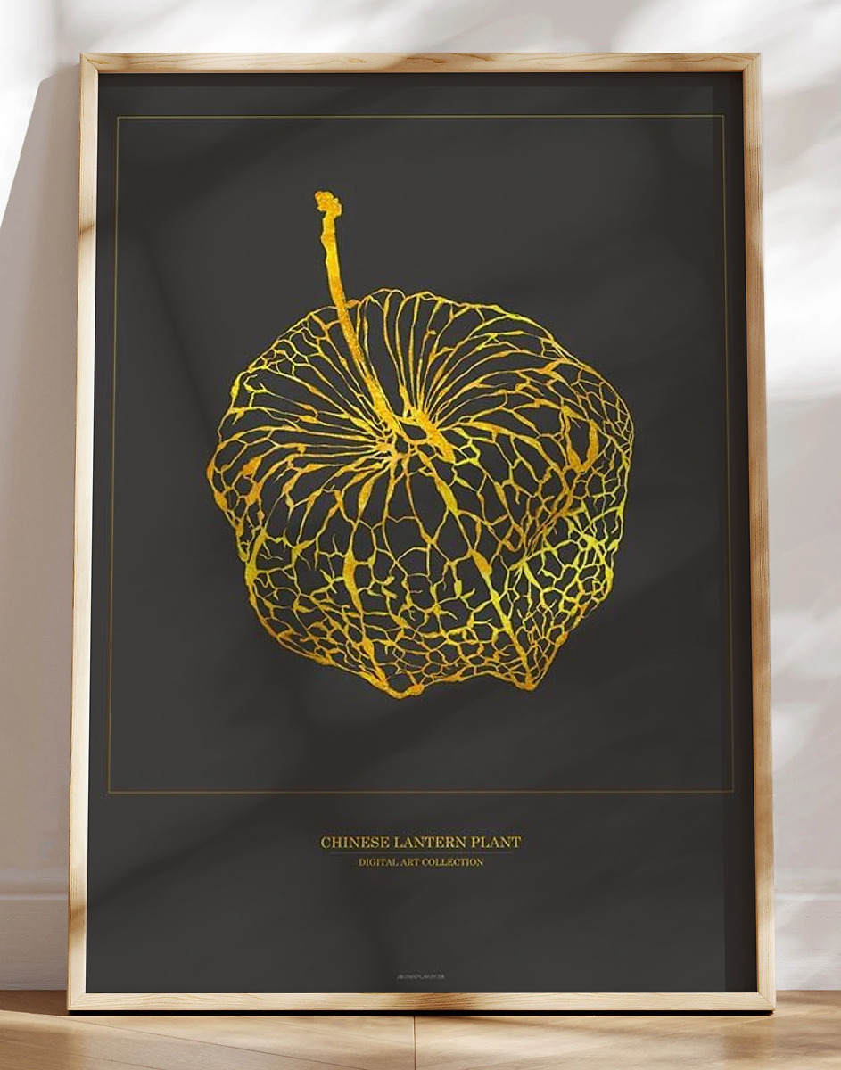 Kunstplakat Med Grafisk Guldeffekt Chinese Lantern Plant