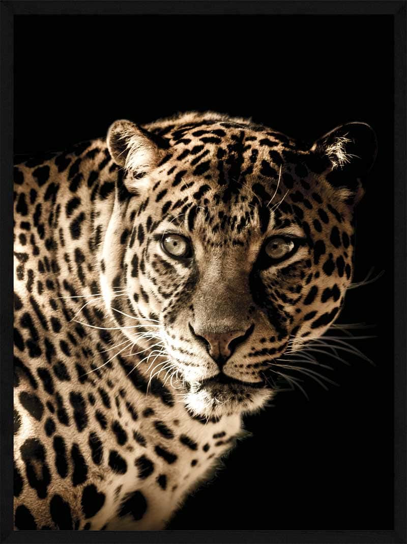 Leopard Plakat