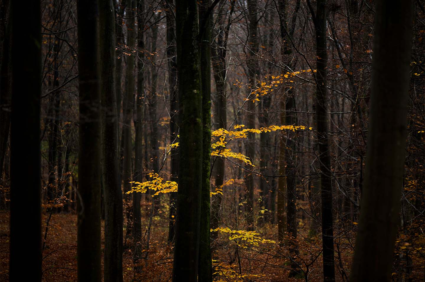 Lost In The Forest Af Klint Fotografi