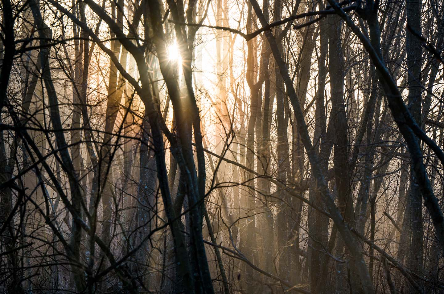 Misty Morningsun Af Klint Fotografi