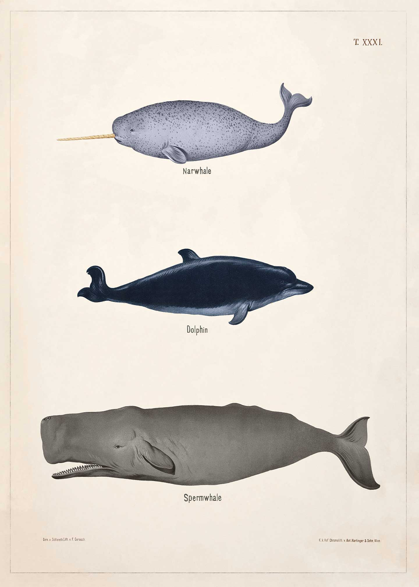 Narhval Delfin Kaskelot Xxxi Theod Breidwiser Gerasch 1889 Af Vintage Vista Designs