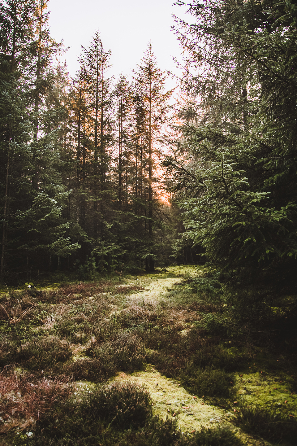 Nationalpark Thy Ii Af Torben Hedegaard