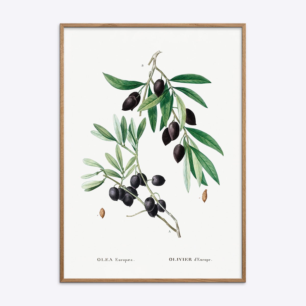 Olive Branch