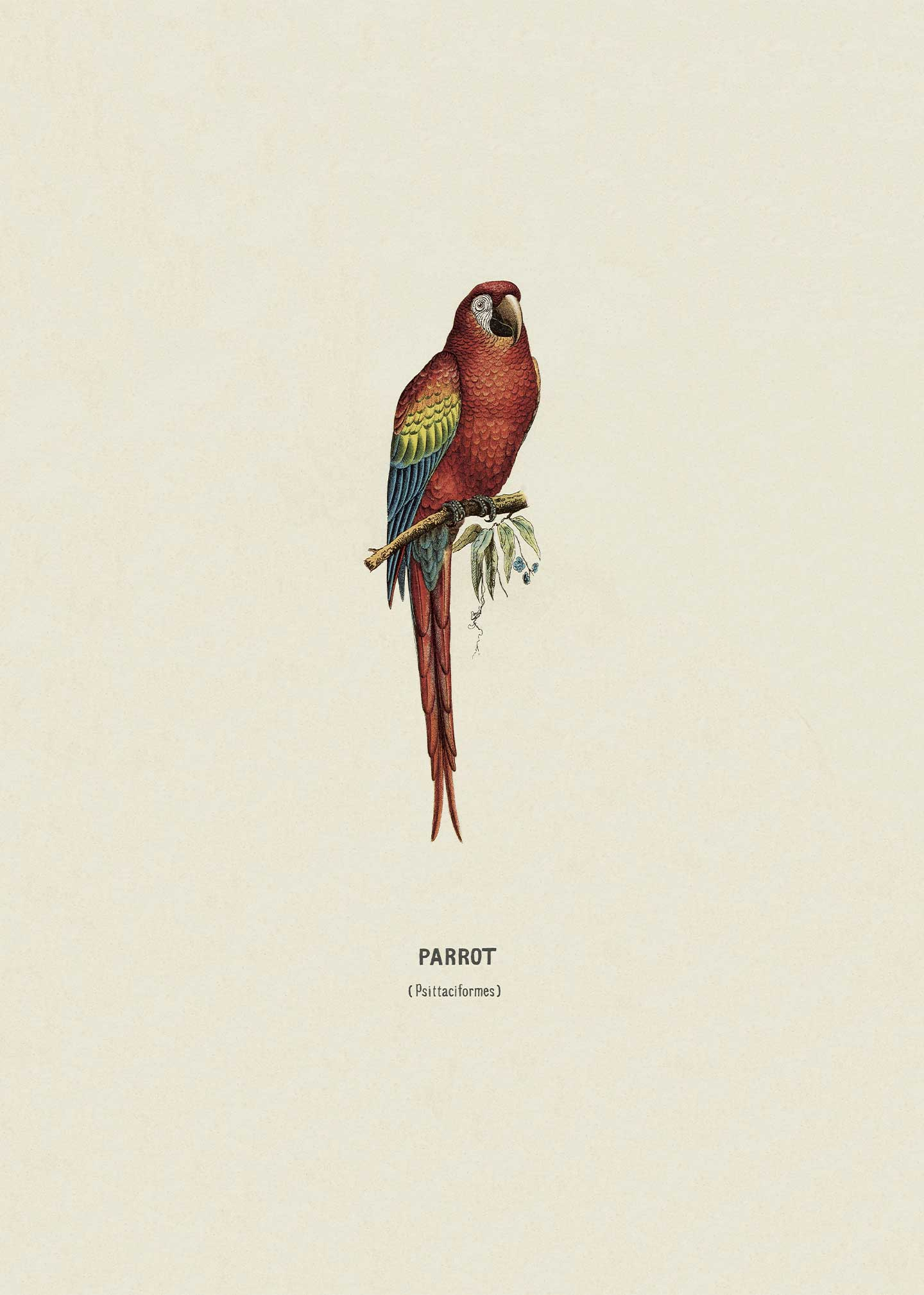 Parrot Af Vintage Vista Designs