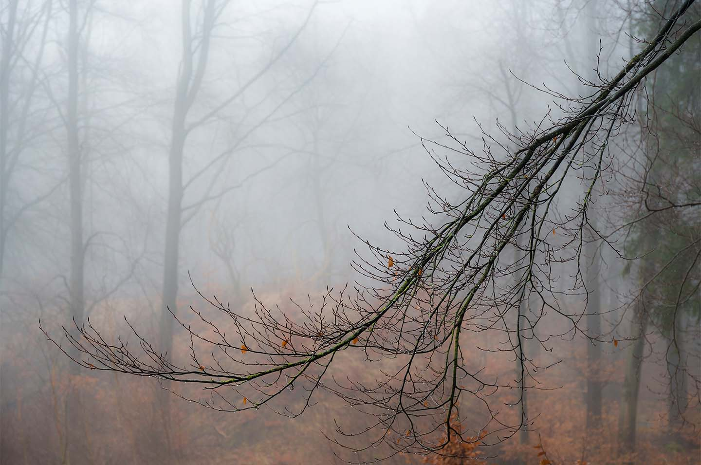 Raindrop Branch Af Klint Fotografi