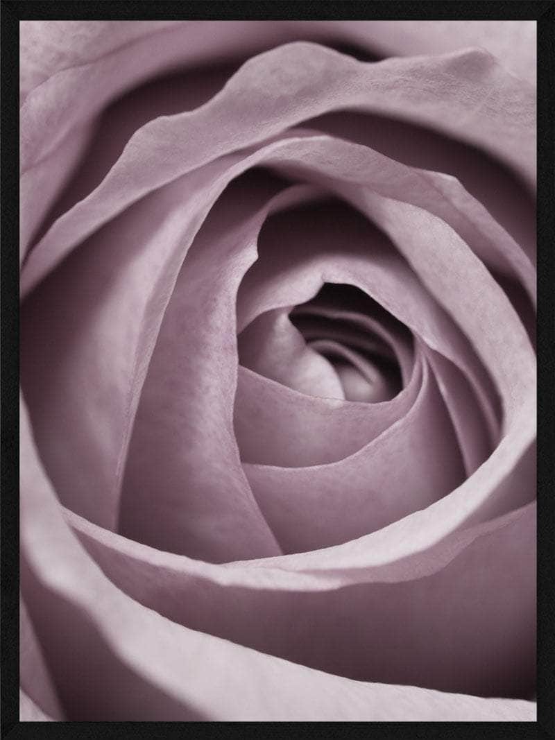 Rose Spiral Plakaten