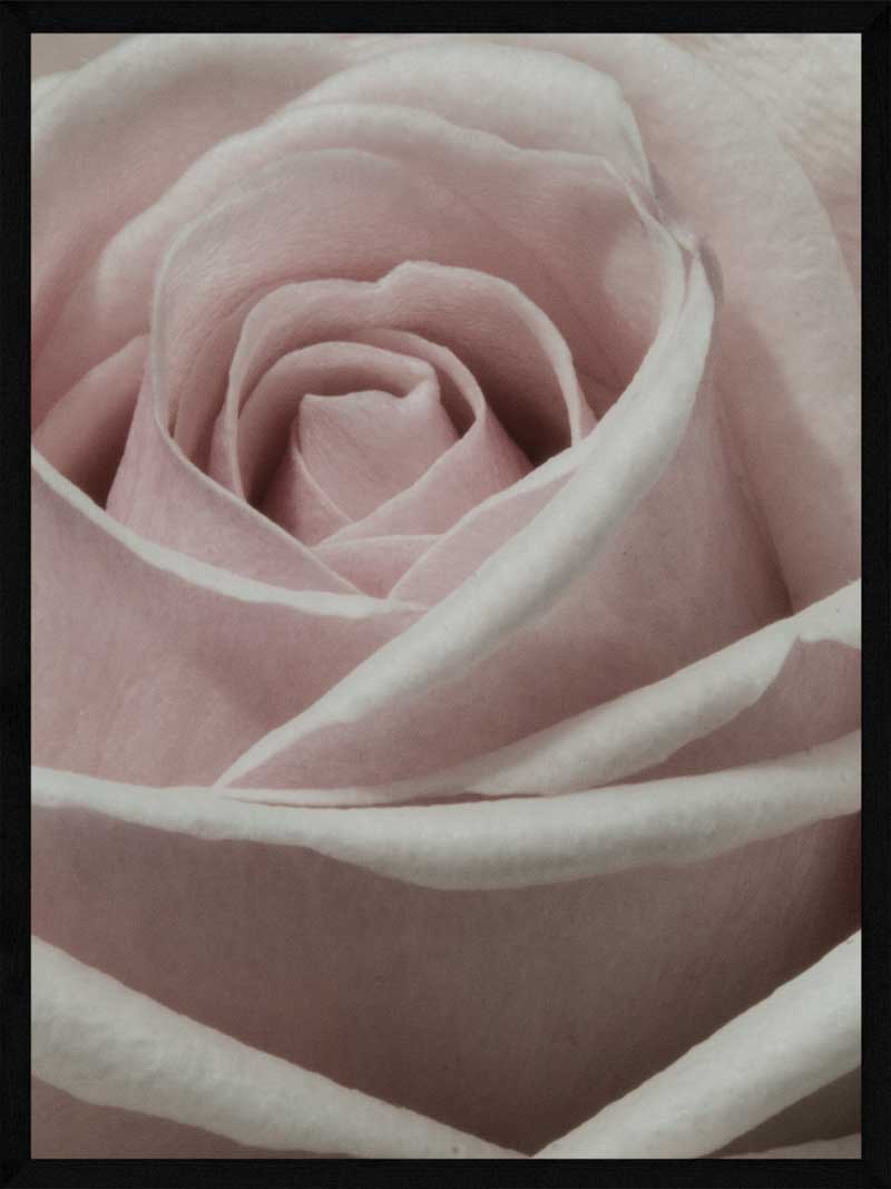 Rose Tæt På Plakat