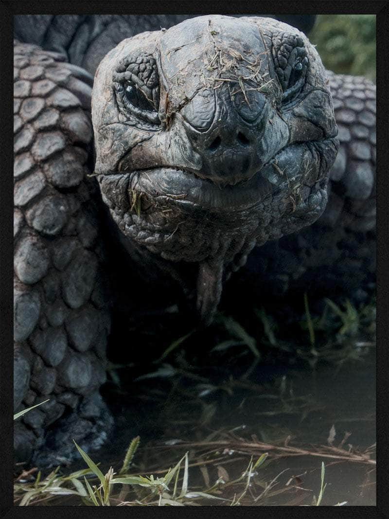 Skildpadde Close-up Plakat