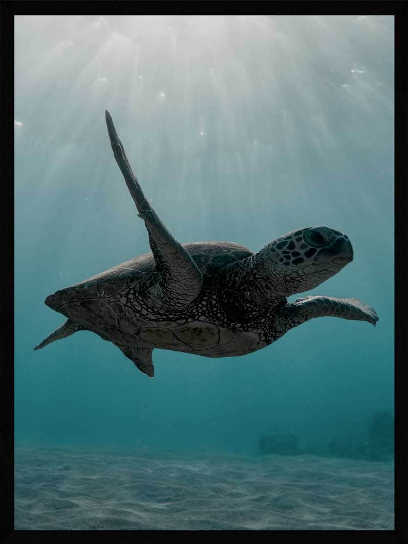 Skildpadde Under Havet Plakat