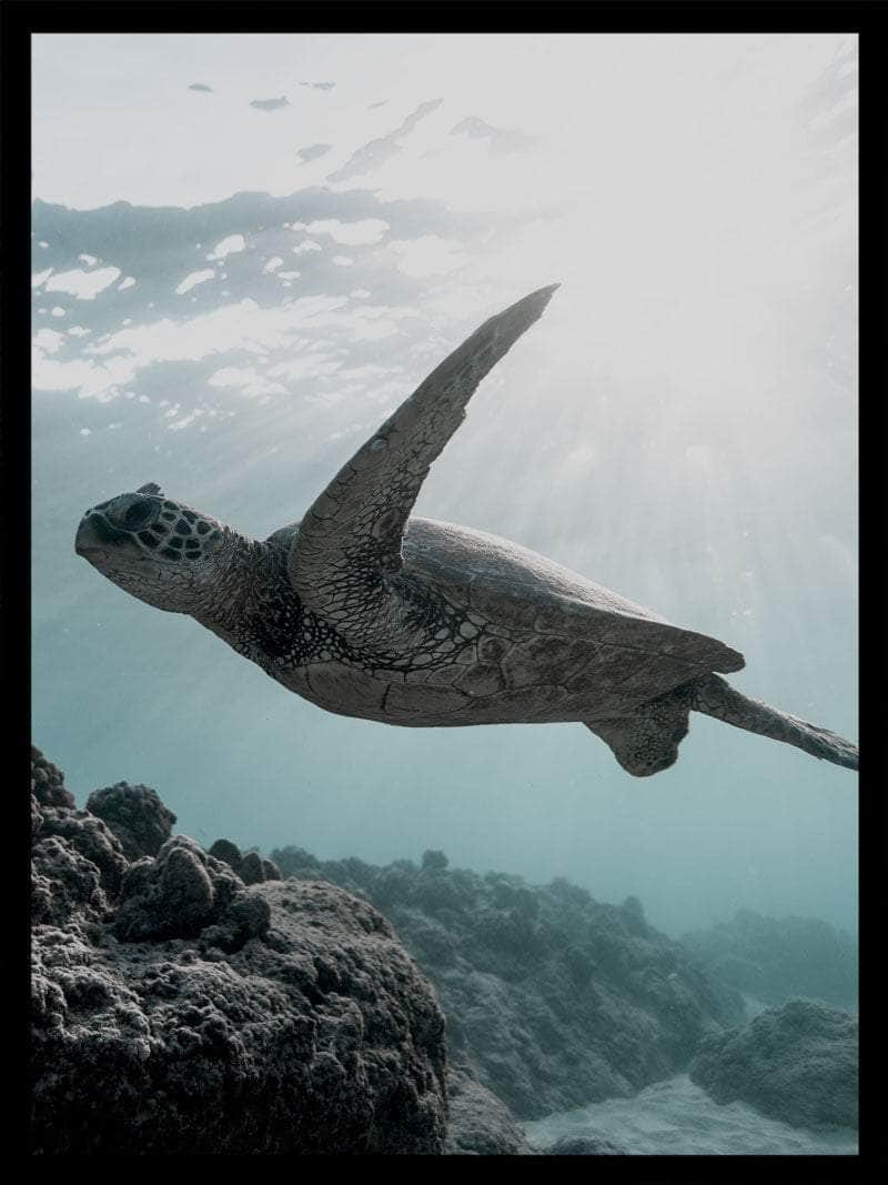Skildpadde Under Vandet Plakat