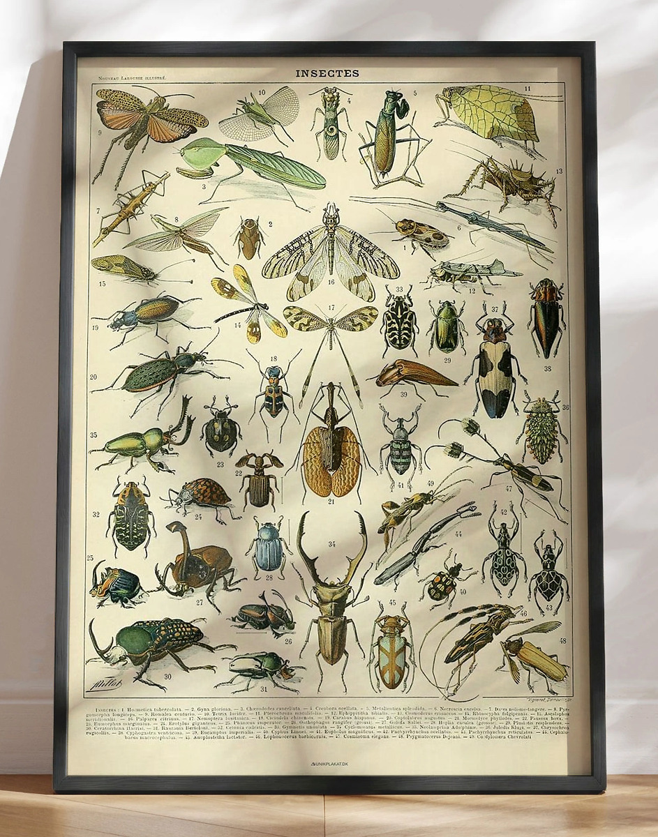 Adolphe Millot Insectes Insektplakat