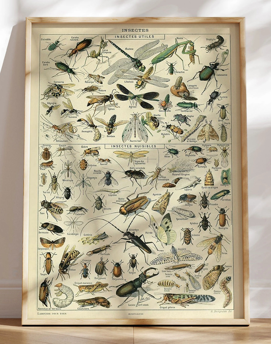 Adolphe Millot Insectes Plakat Med Insekter