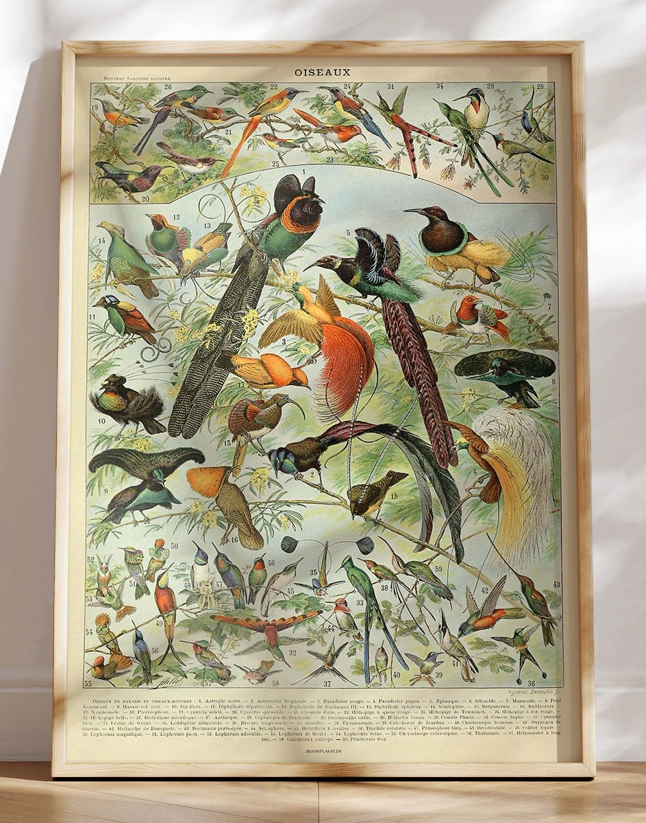 Adolphe Millot Oiseaux Plakat Med Fugle