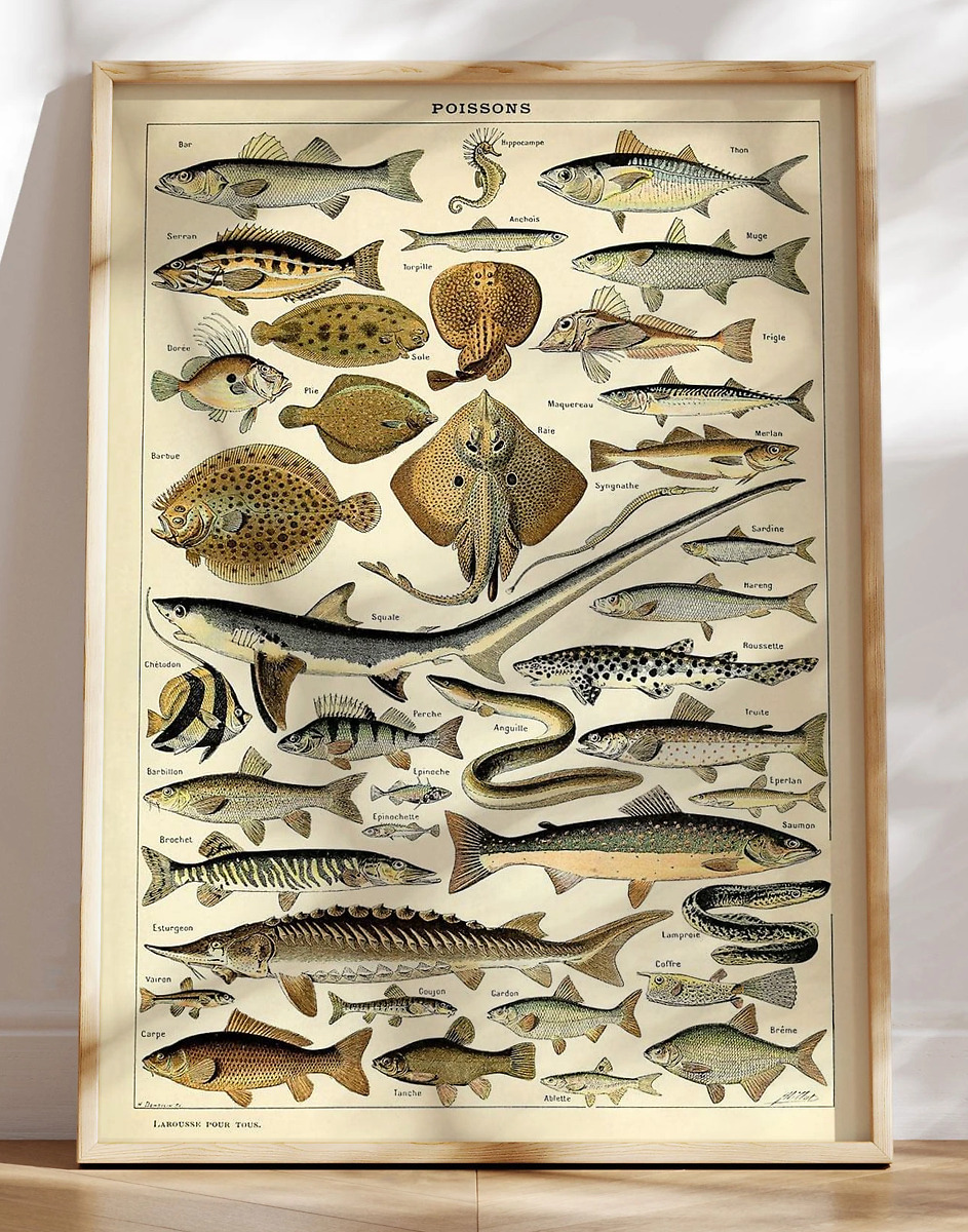 Adolphe Millot Poissons Plakat Med Fisk