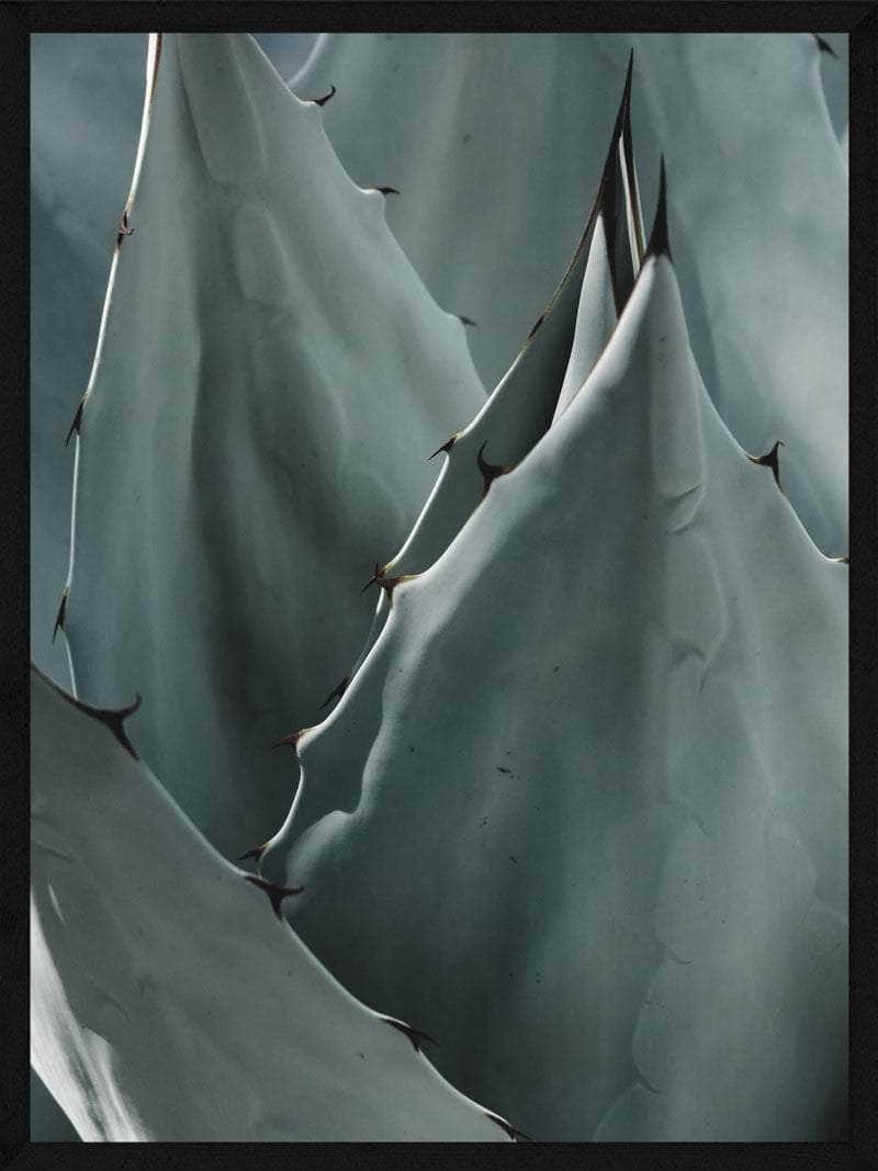 Agave Plakat