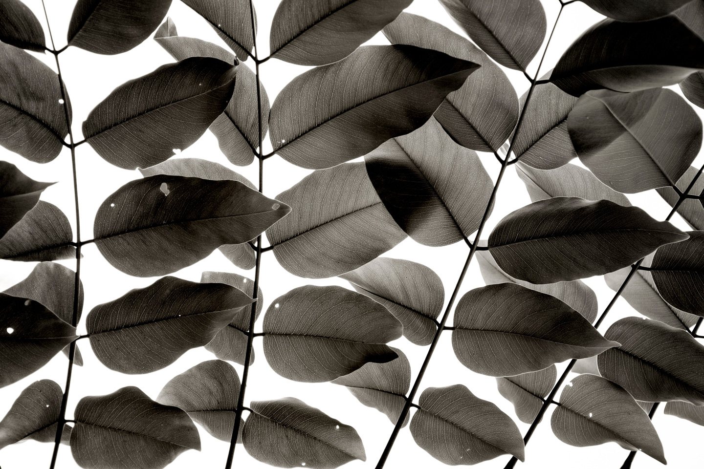 Branches And Leaves Af Tal Paz-fridman