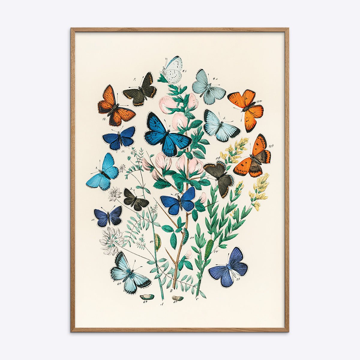 Butterflies