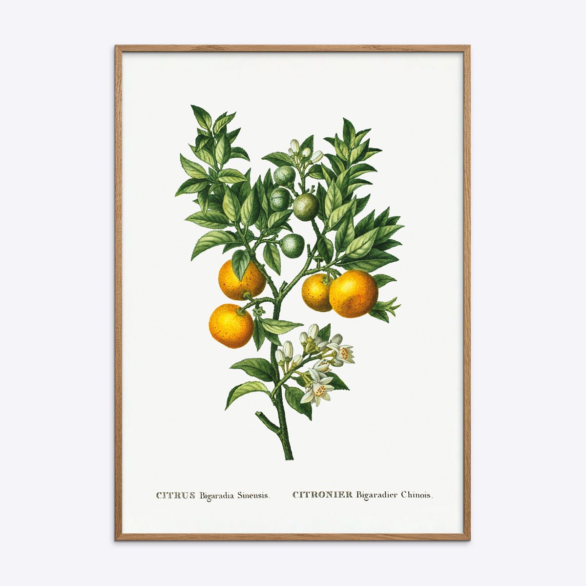 Citrus Bigaradia Sinensis