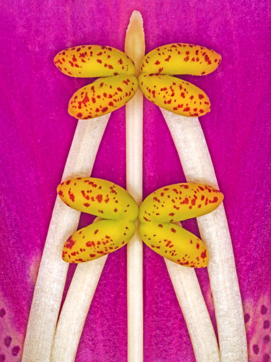 Digitalis Purpurea Af Pauline Snoeijs