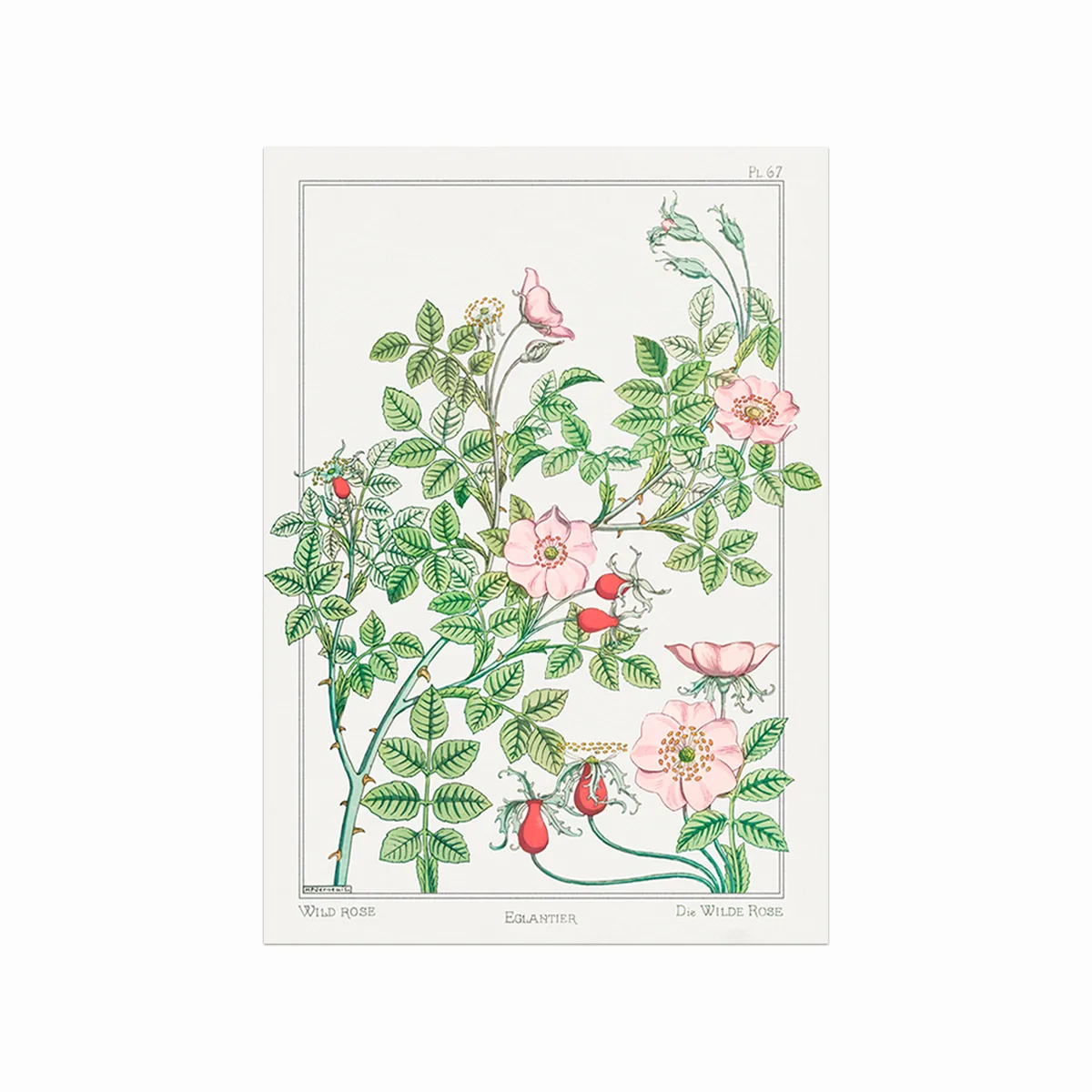 Eglantier  Wild Rose