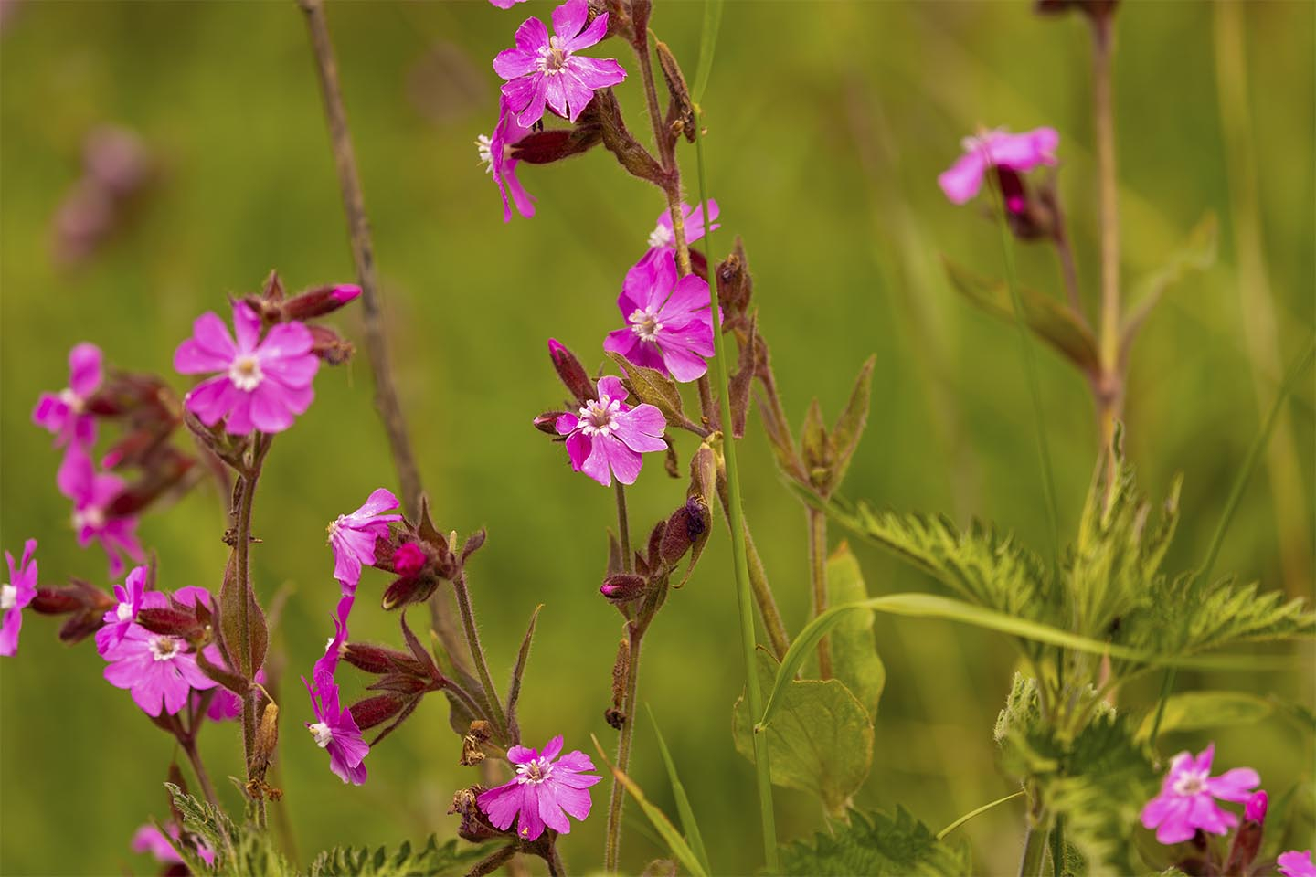En Smuk Samling Blomster Af Msj Natur Foto