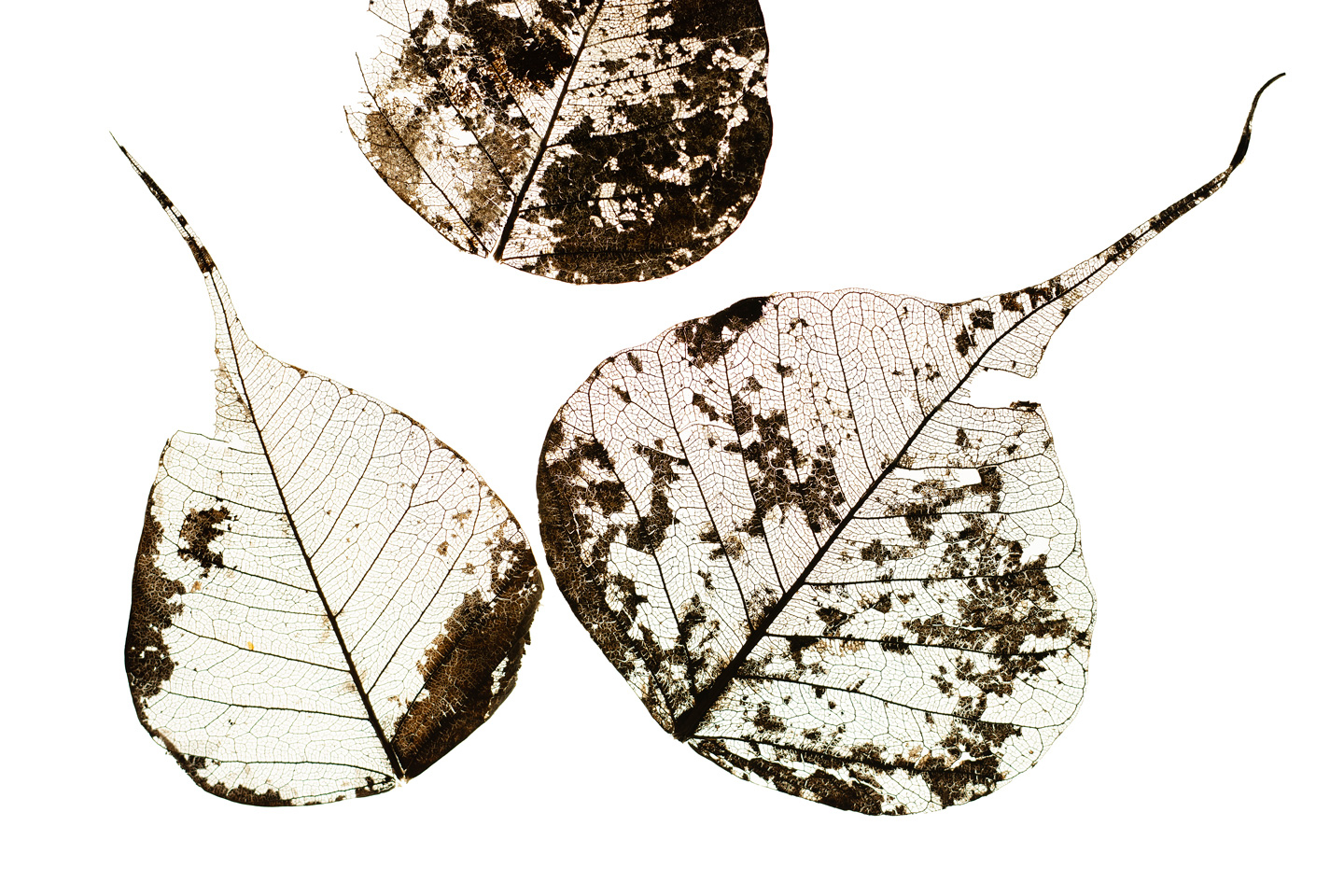 Fallen Leaves    Af Tal Paz-fridman