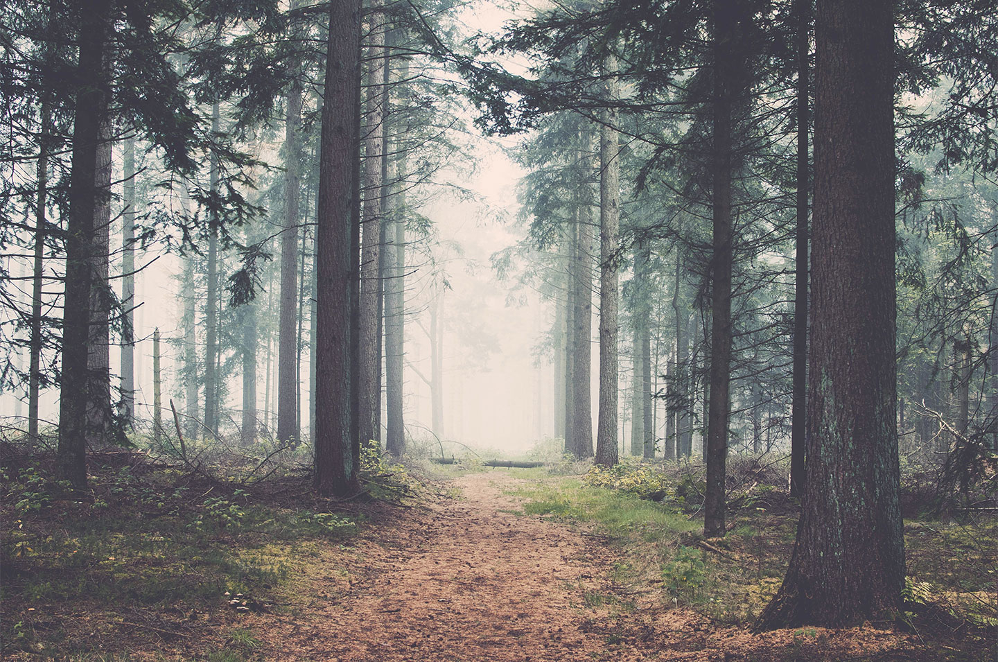 Forest Af Henrik Hansen