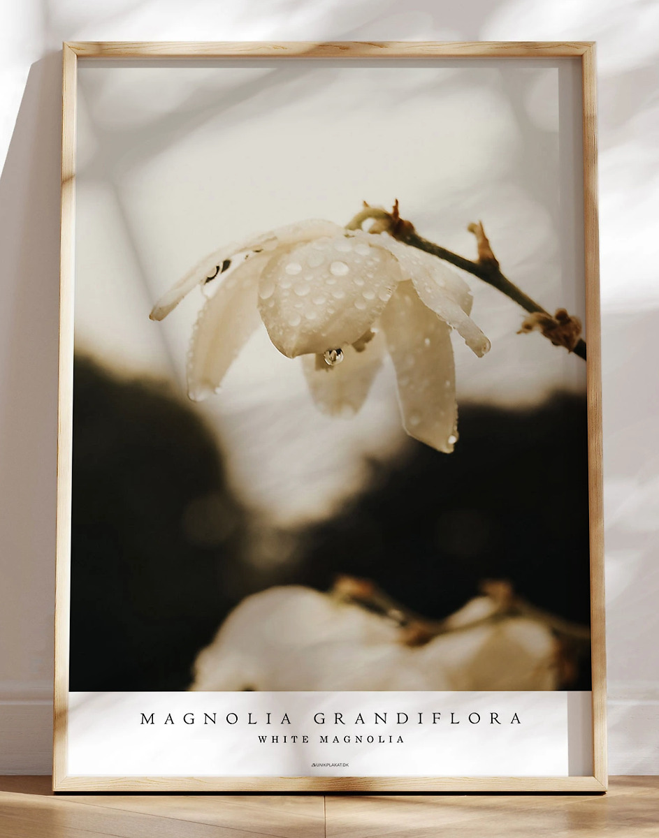 Fotoplakat White Magnolia