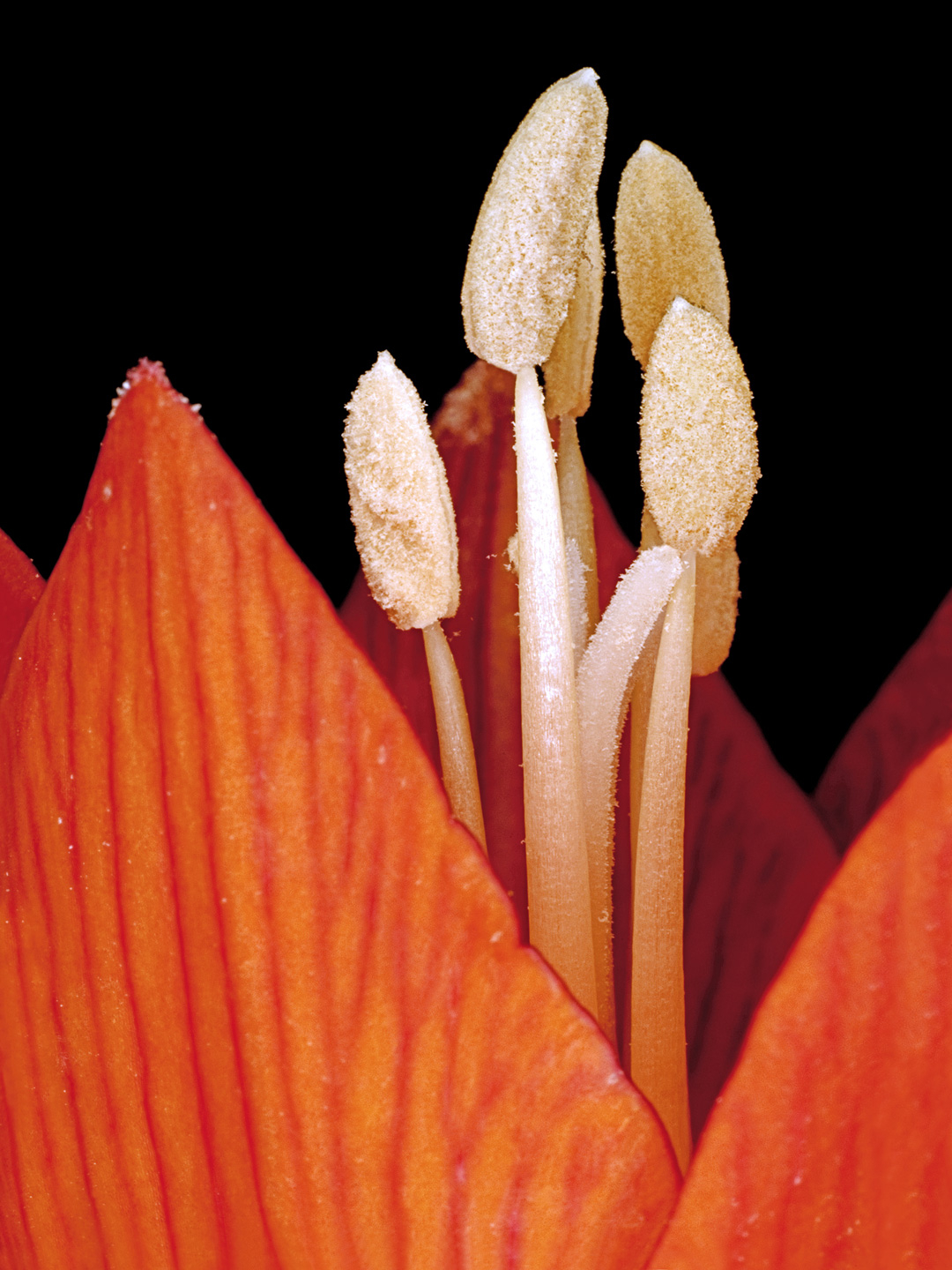 Fritillaria Imperialis Af Pauline Snoeijs