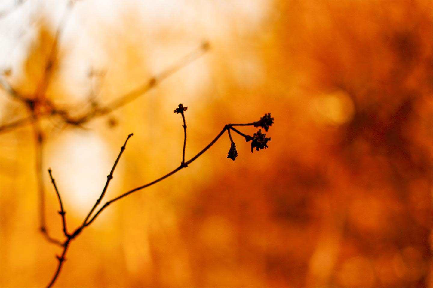 Golden Branches Af Rasmus Gundorff Sæderup
