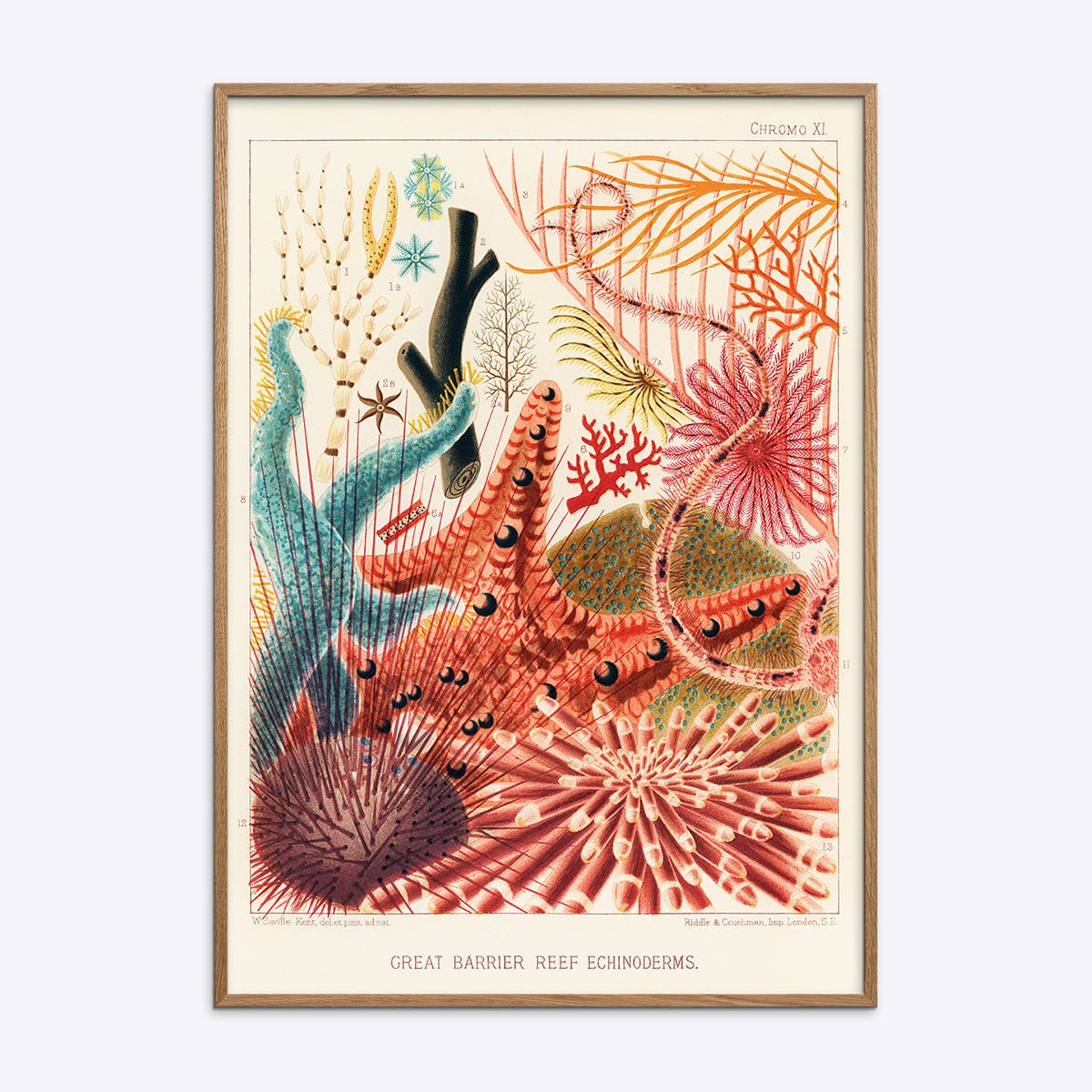 Great Barrier Reef Echinoderms