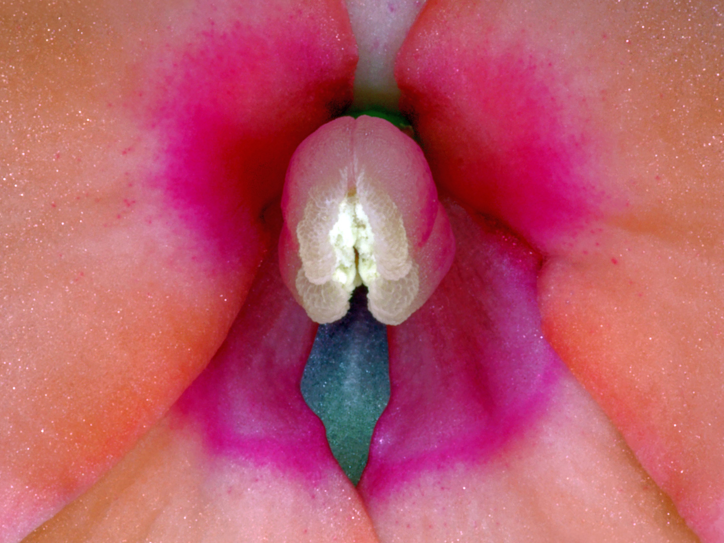 Impatiens Hawkeri   Af Pauline Snoeijs