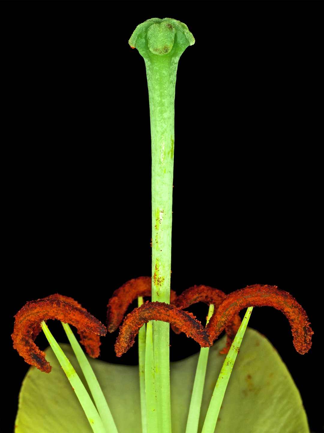 Lilium   Af Pauline Snoeijs