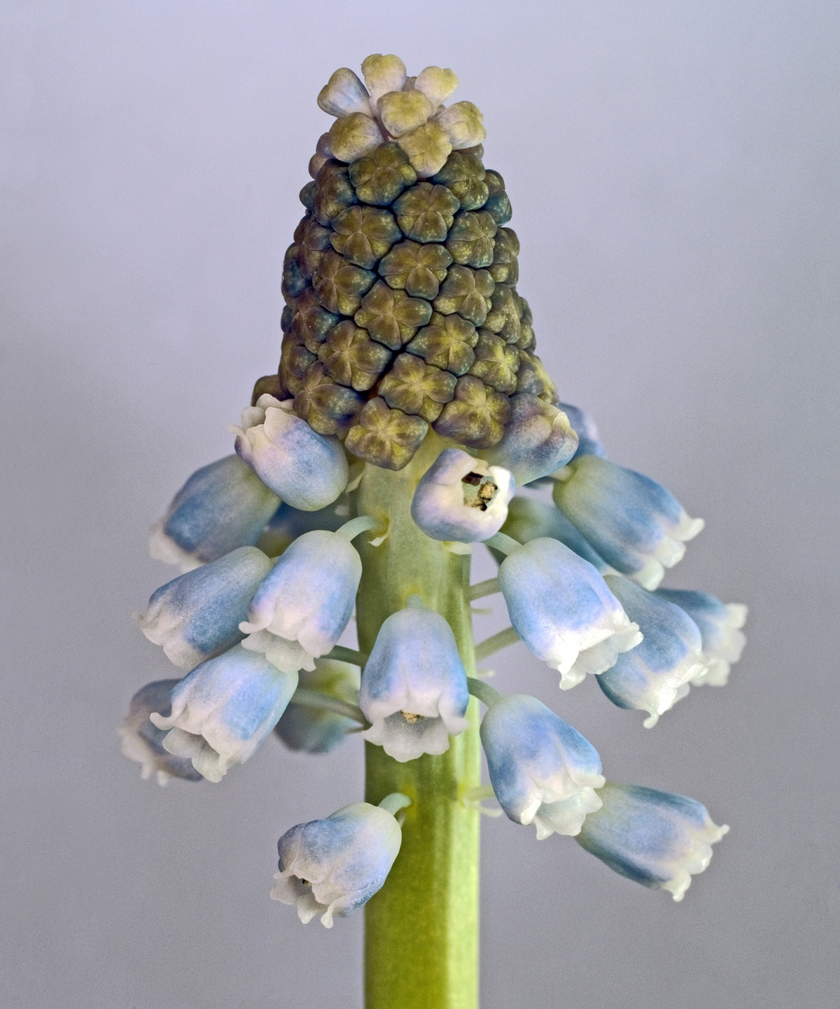 Muscari Botryoides Af Pauline Snoeijs
