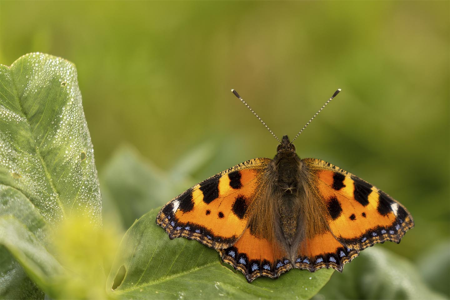 Nældens Takvinge Fa Cc 8ar Et Hvil Af Msj Natur Foto