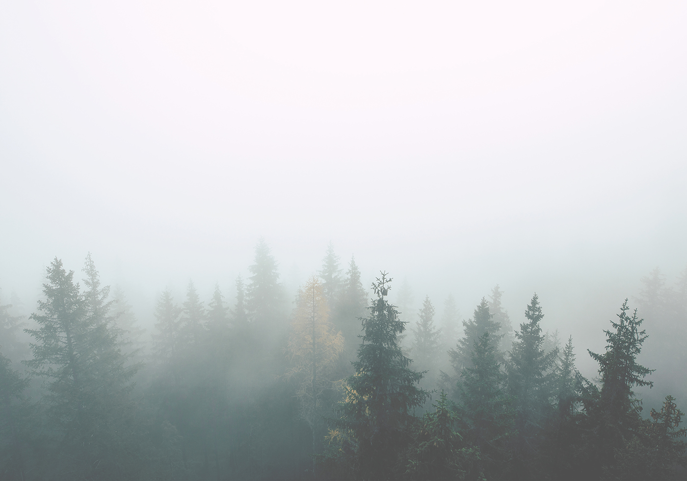 Natur Dis Af Plakatwerket