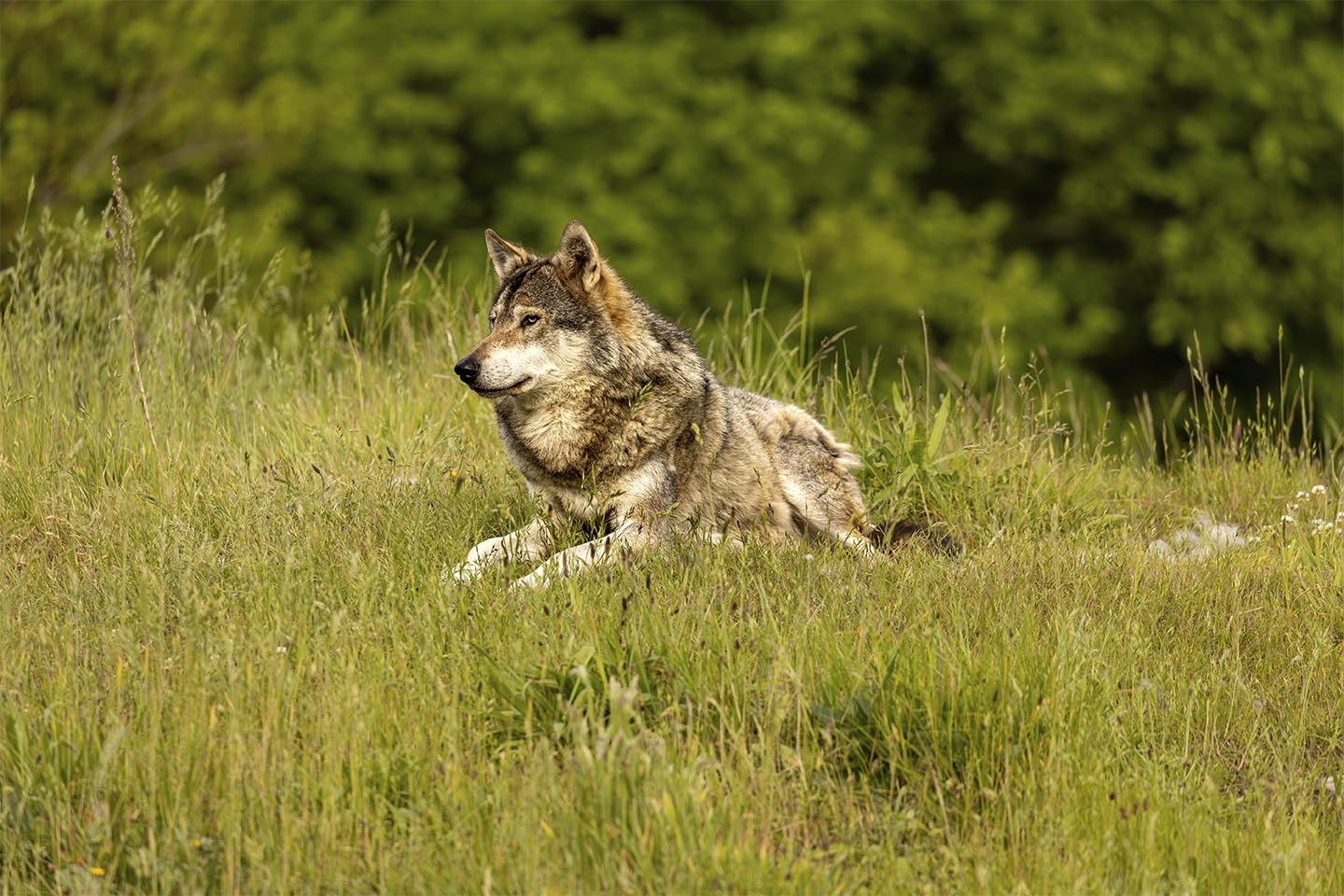 Nord Europæisk Gra Cc 8a Ulv Af Msj Natur Foto